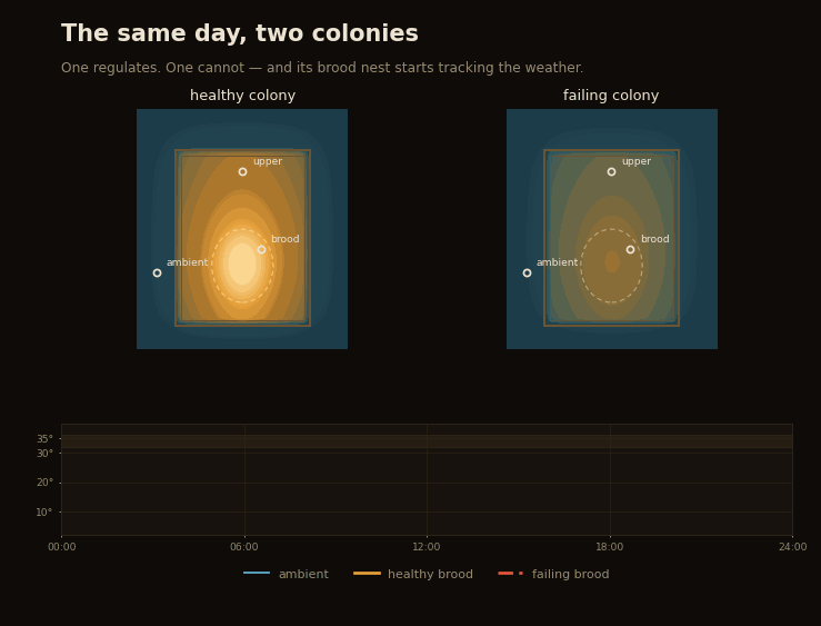 Two hive cross-sections side by side across the same day. The healthy colony keeps a bright stable core. The failing colony stays dim and its brood temperature drifts with the ambient curve.