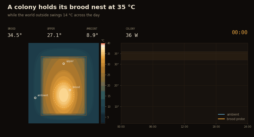 Animated cross-section of a beehive over 24 hours. The brood cluster glows steadily near 35 degrees while the air outside cycles between 8 and 22 degrees.